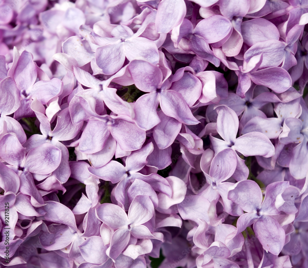 lilac flowers