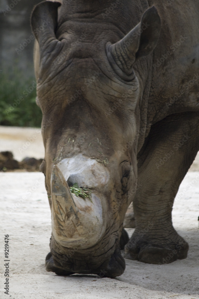 Obraz premium Nashorn