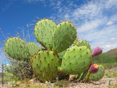 Arizona Desert Cactus of Opuntia Genus with Red Fruits