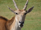 Antilope Elan