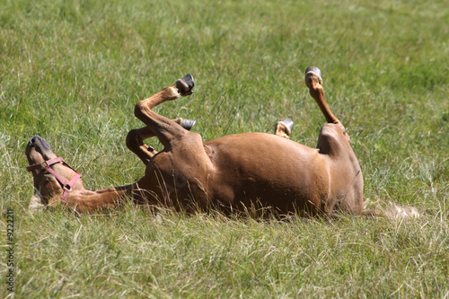 Brown horse rolling around on the ground