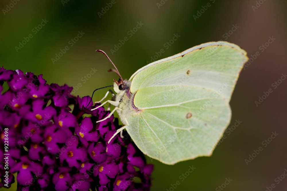 Brimestone Butterfly - Gonepteryx rhamni Brimestone Butterfly - Gonepteryx rhamni