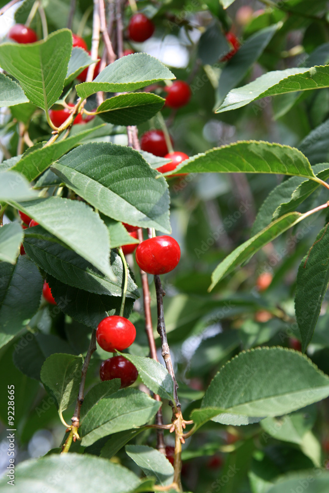 cherry tree