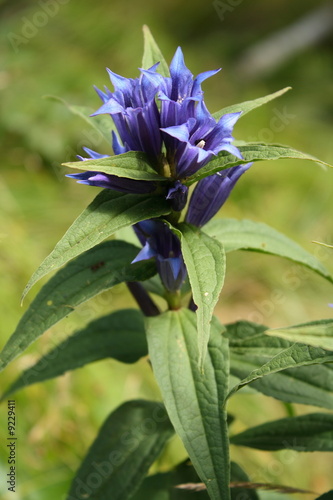 Willow gentian