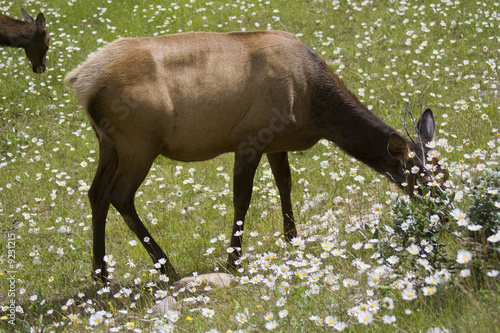 Elks grazing on a meadow