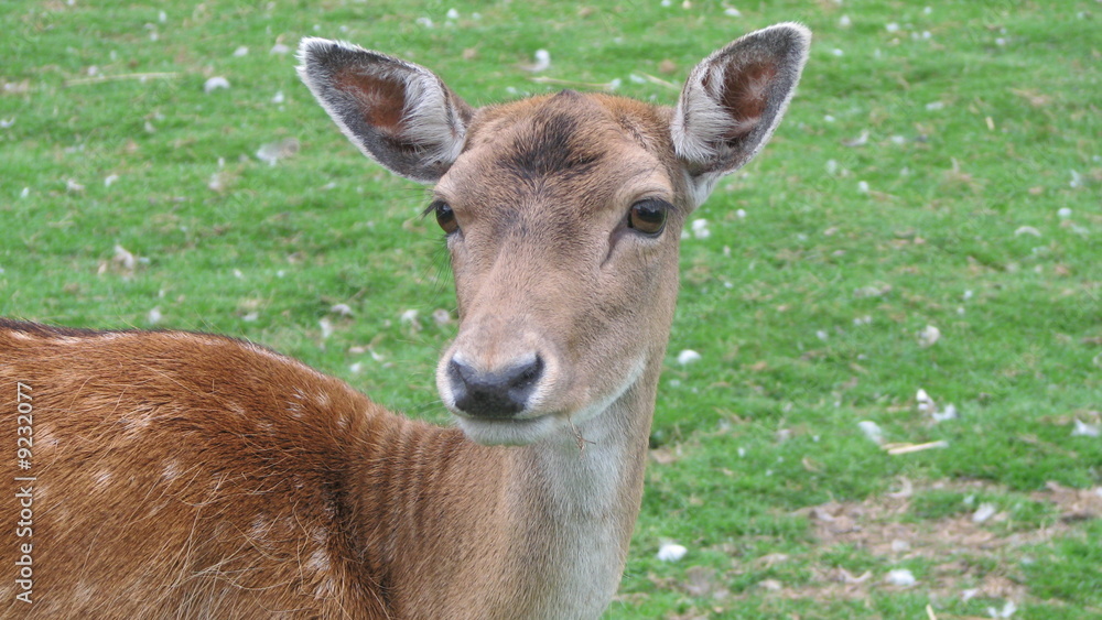 Obraz premium Daim (Dama dama)