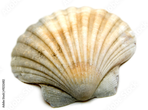 coquille saint jacques photo