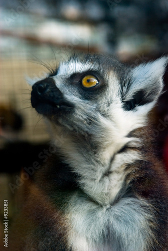 lémurien maki kata photo