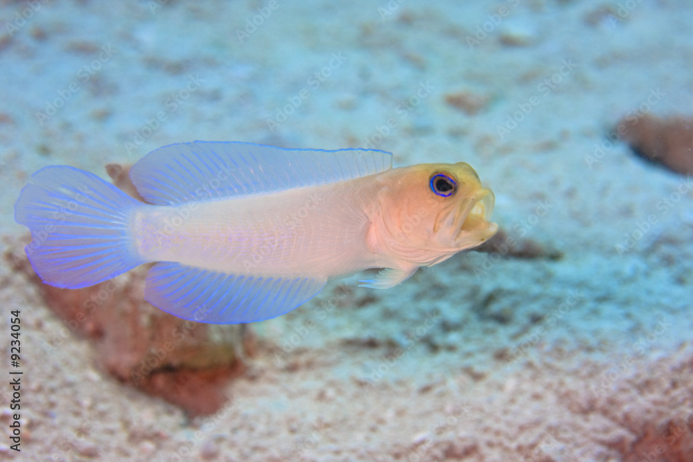 Fototapeta premium Yellowhead Jawfish (Opistognathus aurifrons)