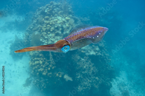 Caribbean reef squid (sepioteuthis sepioidea)