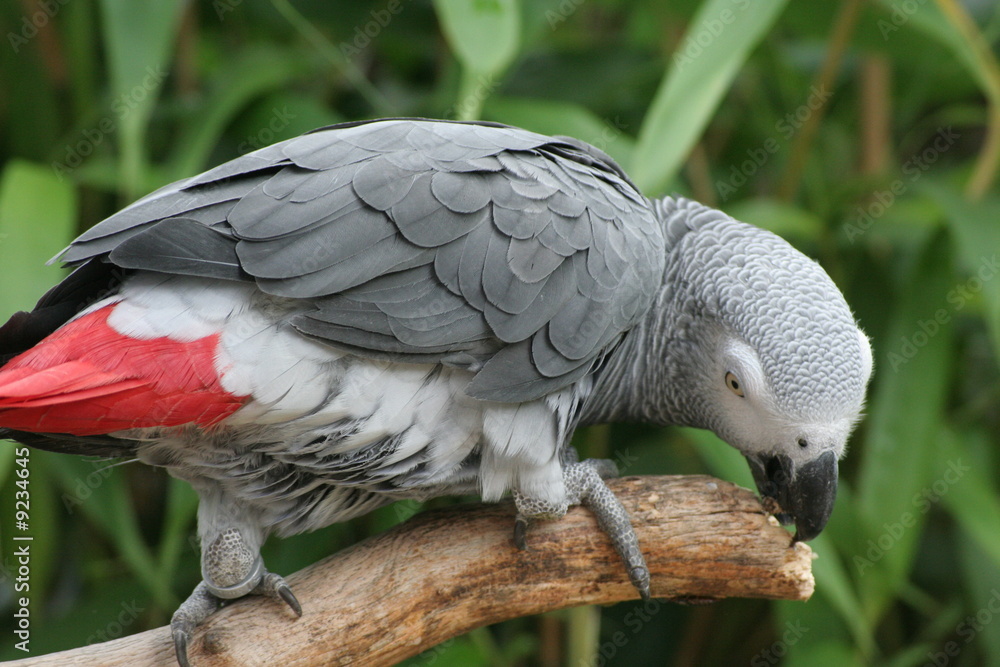 Obraz premium Graupapagei