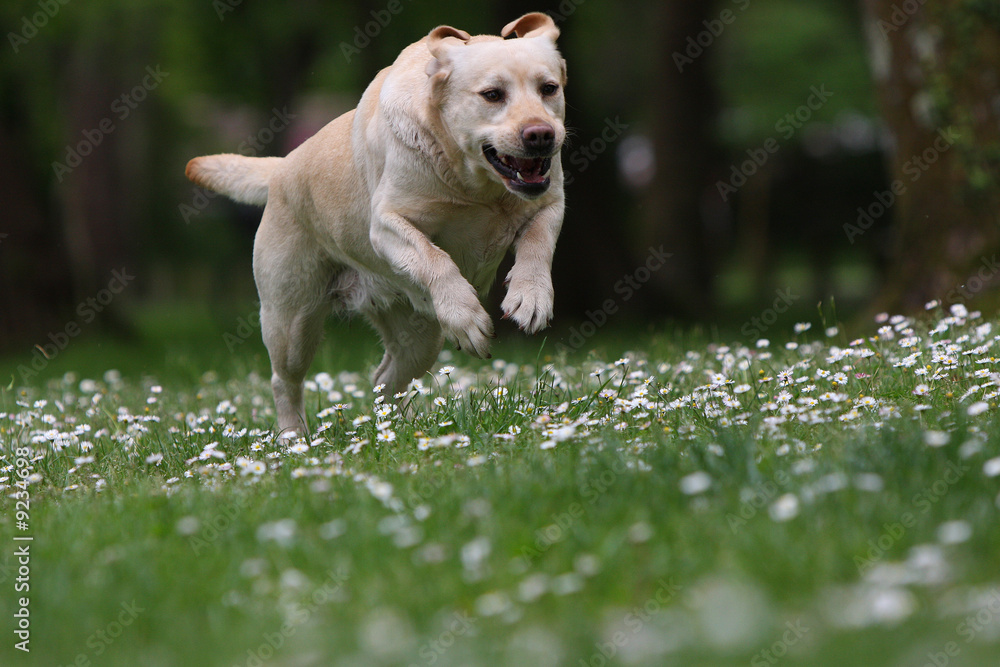 labrador en course