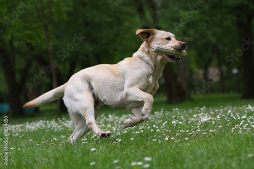 Photos chien en course avec objet dans la gueule