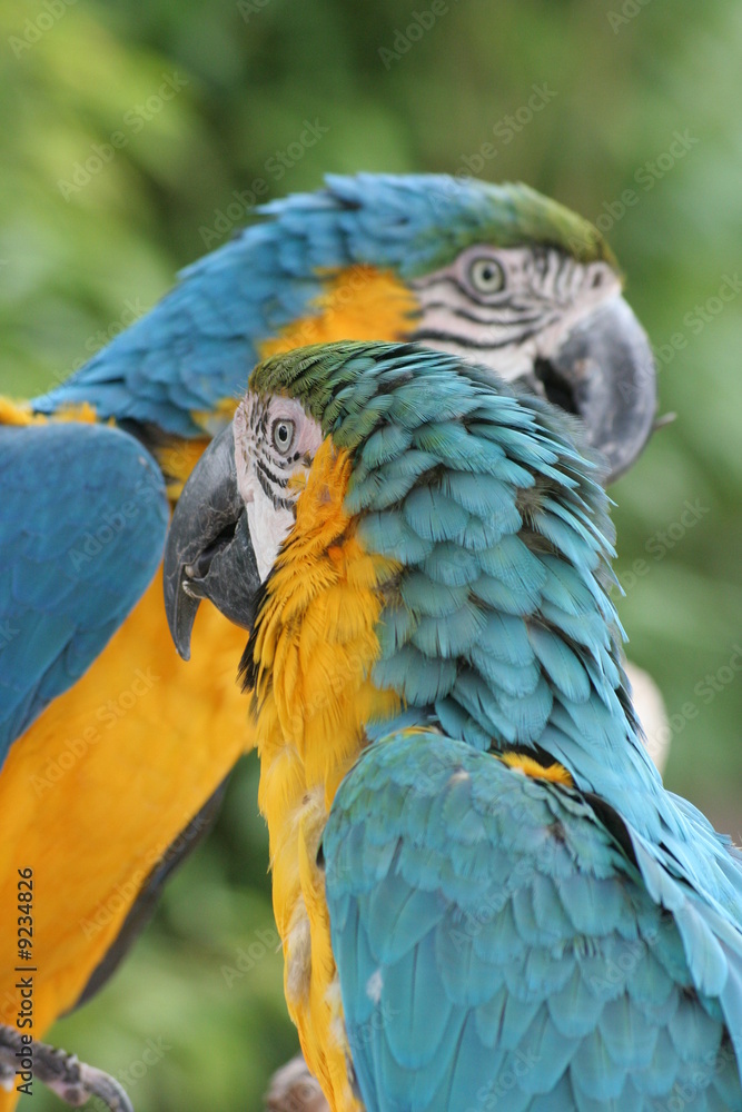 Obraz premium Papagei 3