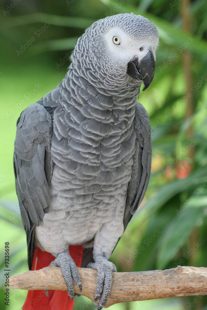 Obraz premium Graupapagei 4