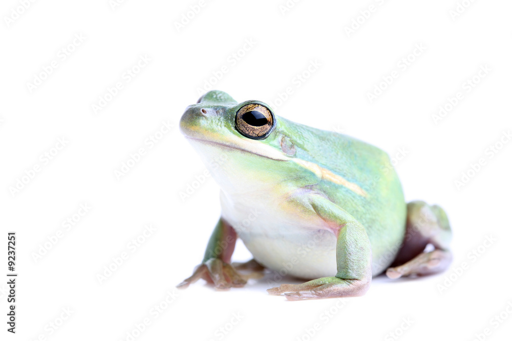 fat green tree frog - closeup, isolated on white fat green tree frog - closeup, isolated on white