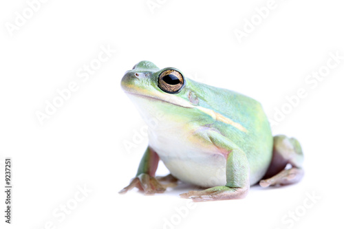 fat green tree frog - closeup, isolated on white