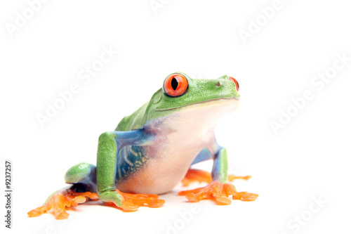frog closeup isolated on white - a red-eyed tree frog