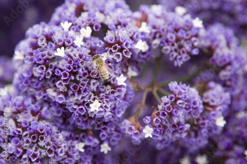 Close up view of tiny purple flowers with a bee.