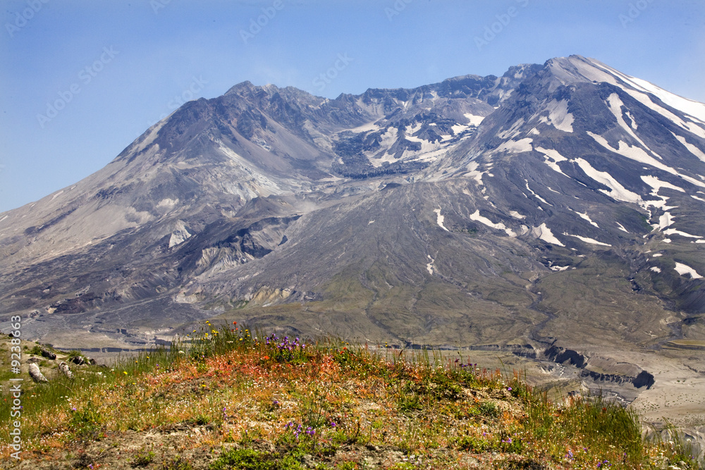 Wildflowers Caldera Mount Saint Helens National Park Washington
