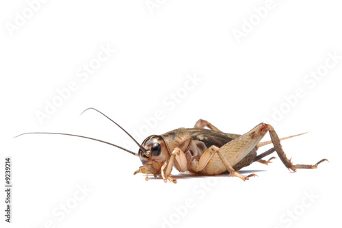 Brown cricket isolated on white