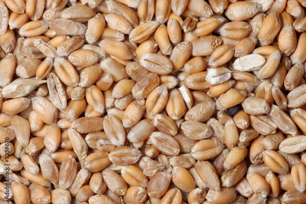 Wheat grain background texture Wheat grain background texture