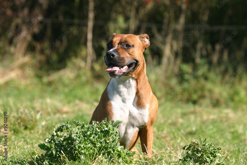 American Staffordshire Terrier dans le jardin American Staffordshire Terrier dans le jardin