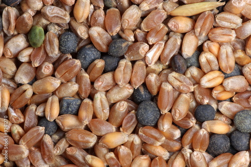Corn seeds mixture close-up background texture