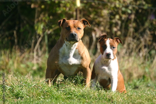 american staffordshire terrier