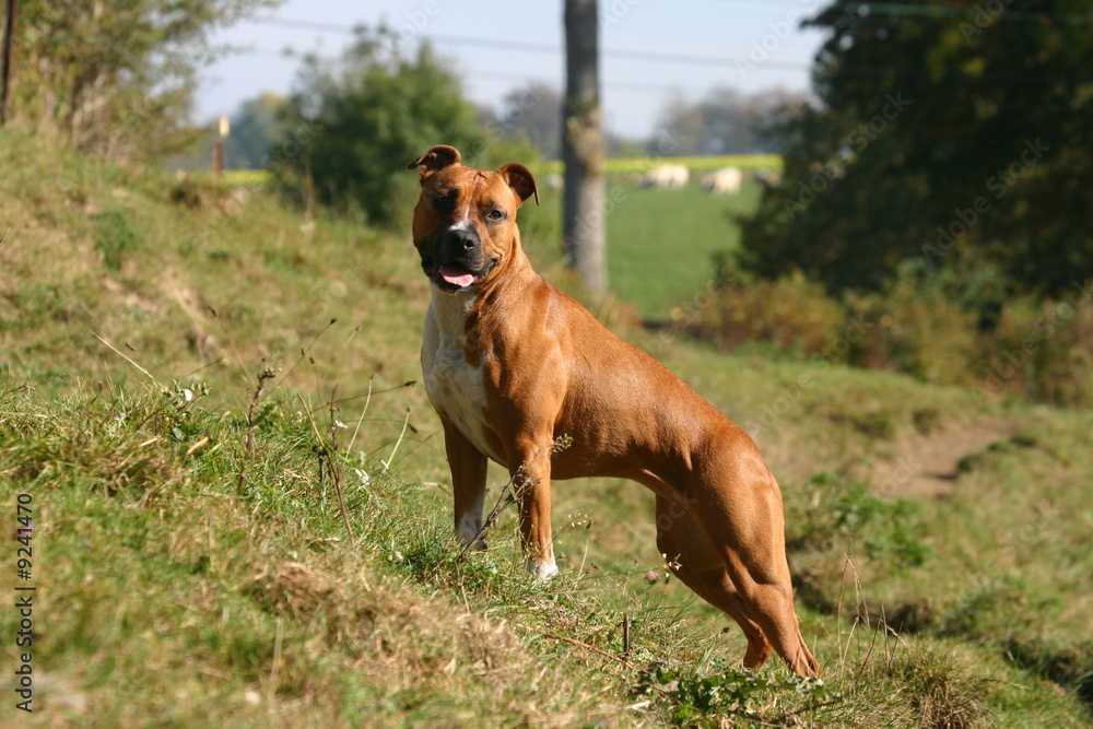 l'american staffordshire sur une butte l'american staffordshire sur une butte