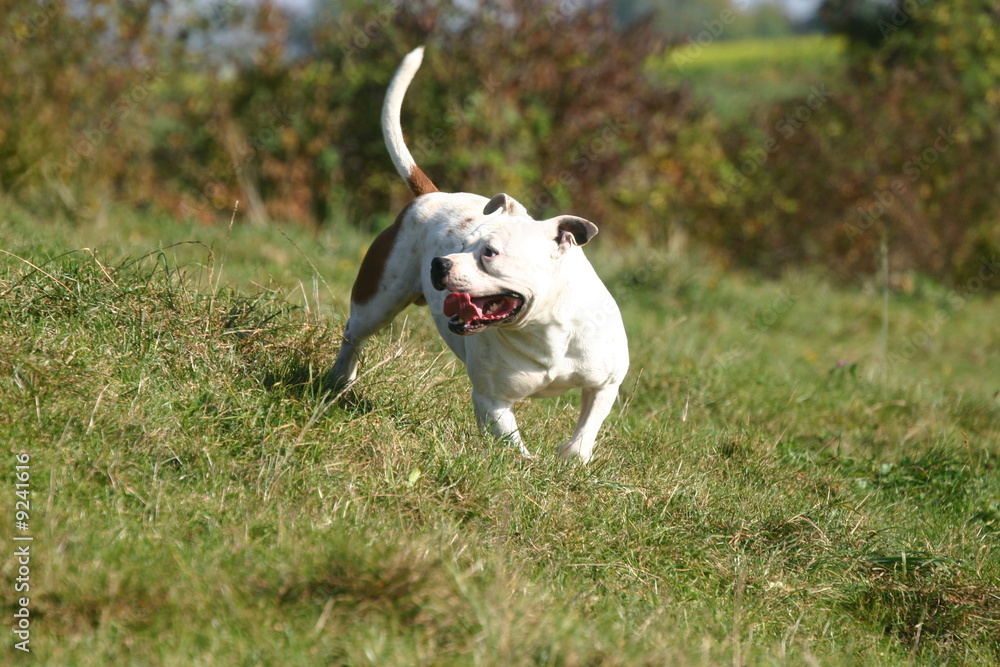 l'american staffordshire au regard distrait