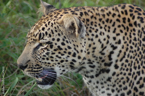 Leopard in Sabi Sands, Kruger, SA