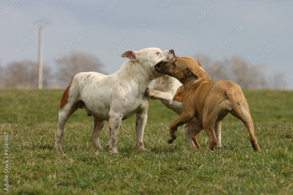 american staffordshire terrier jouant american staffordshire terrier jouant
