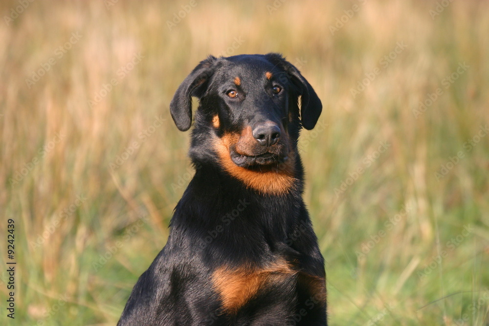 la tete du beauceron