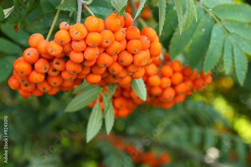 Close-up of rowan berries on a tree
