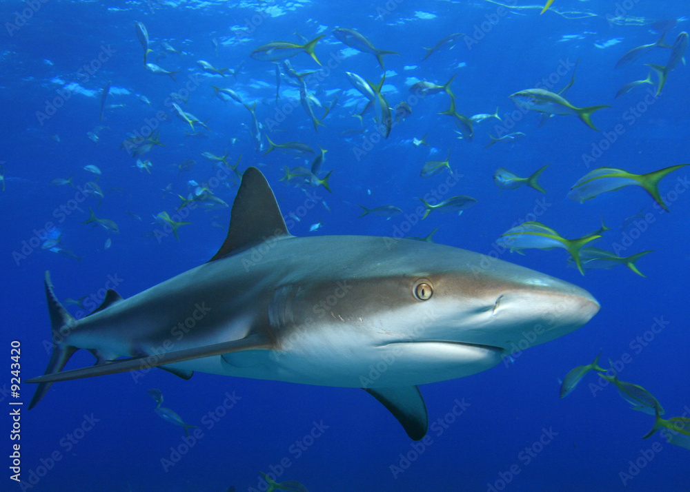 Fototapeta premium Shark with snappers in background