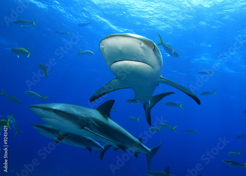 Sharks © Richard Carey