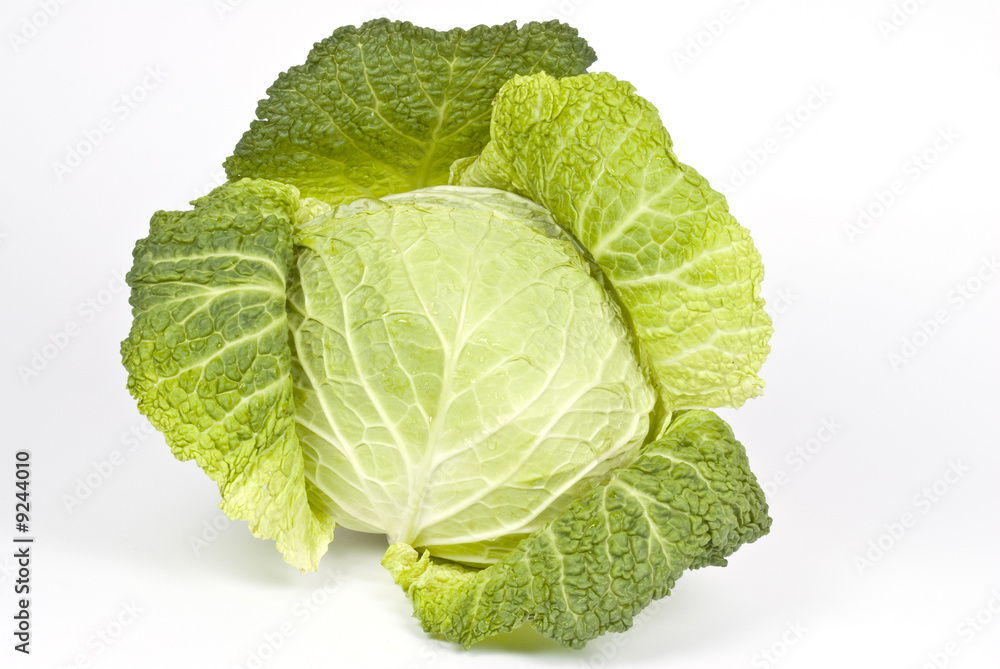 Head of Cabbage Head of Cabbage