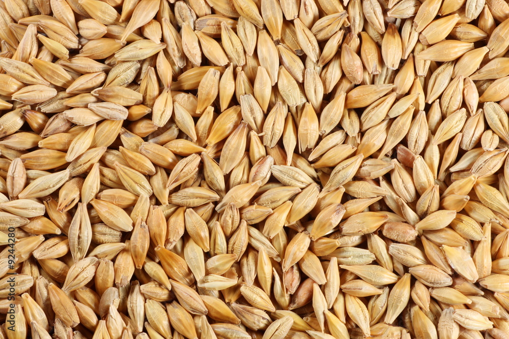 Barleycorn seeds close-up background texture Barleycorn seeds close-up background texture