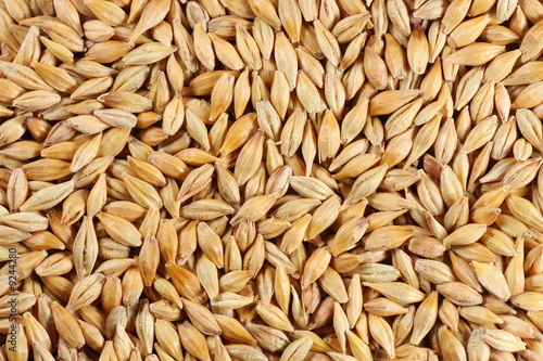 Barleycorn seeds close-up background texture