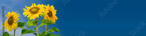 sunflower banner