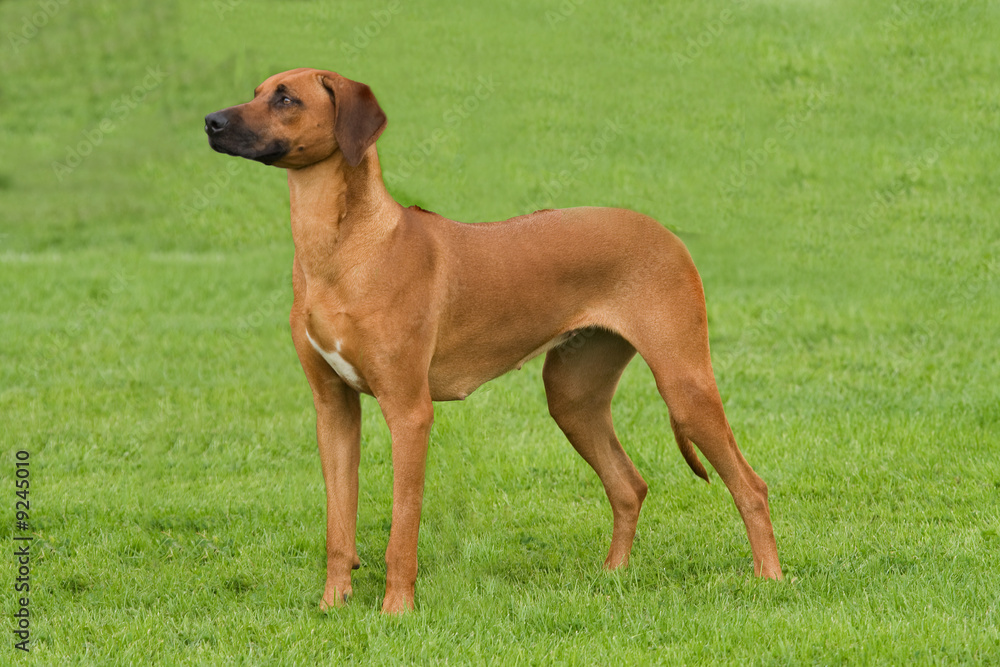 Rhodesian Ridgeback