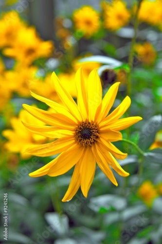 Gelbe Blume