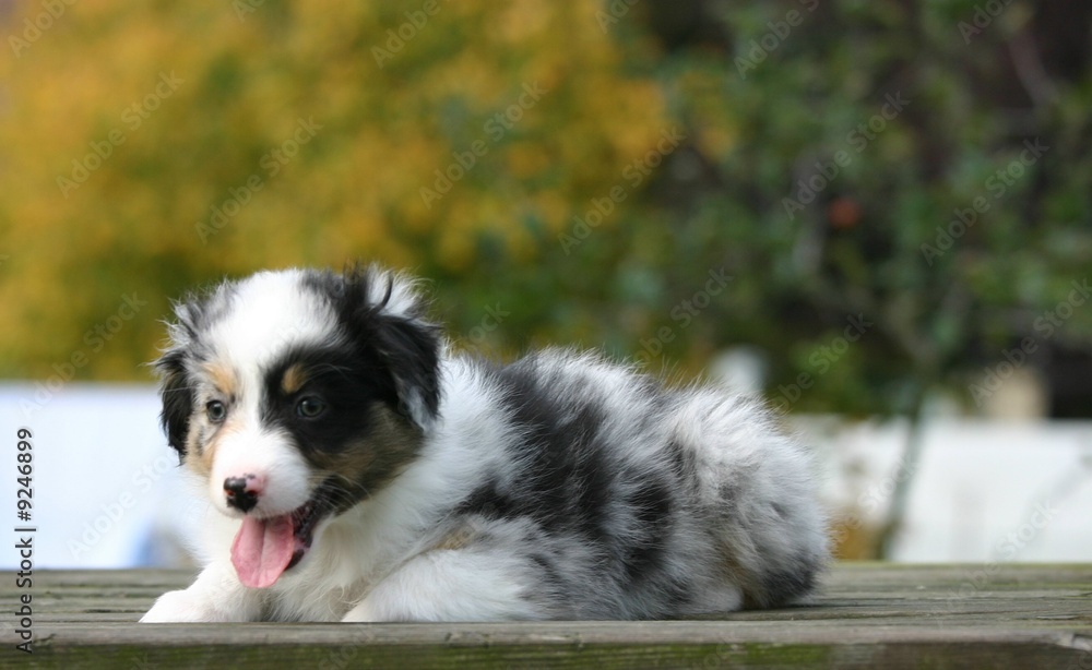 le regard coquin du chiot berger australien