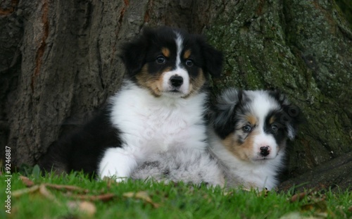 duo de chiots berger australien © Dogs