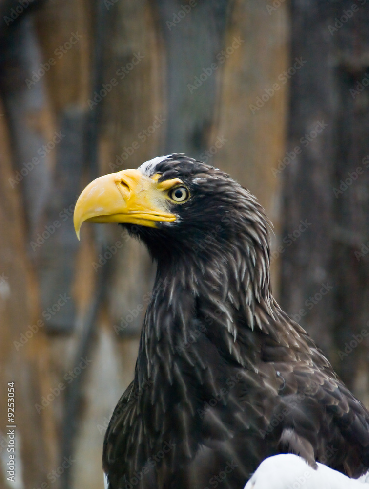 Obraz premium Big eagle with yellow beak in Prague zoo