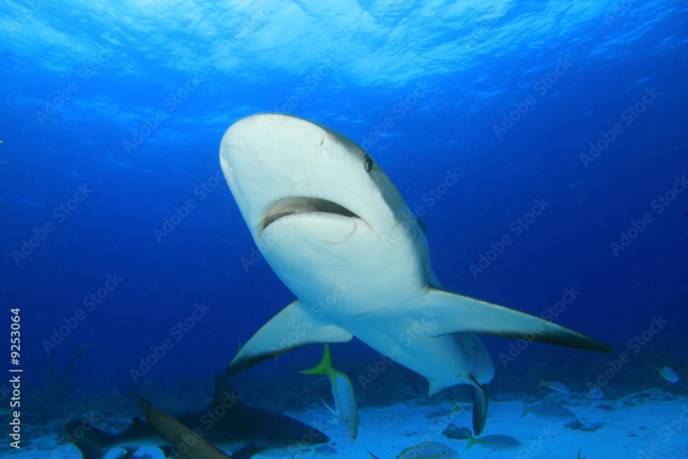 Shark in Caribbean Sea