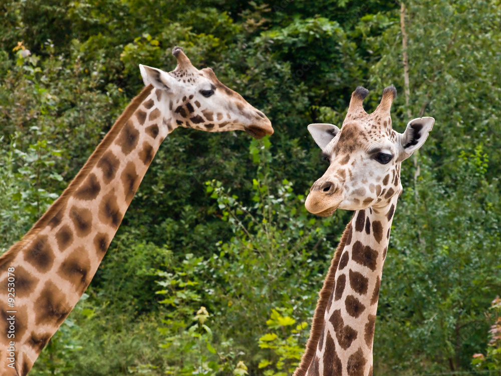 Fototapeta premium Two giraffes in small savanna in Praha zoo