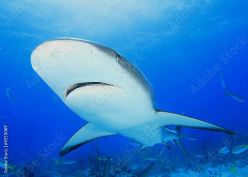 Caribbean Reef Shark © Richard Carey