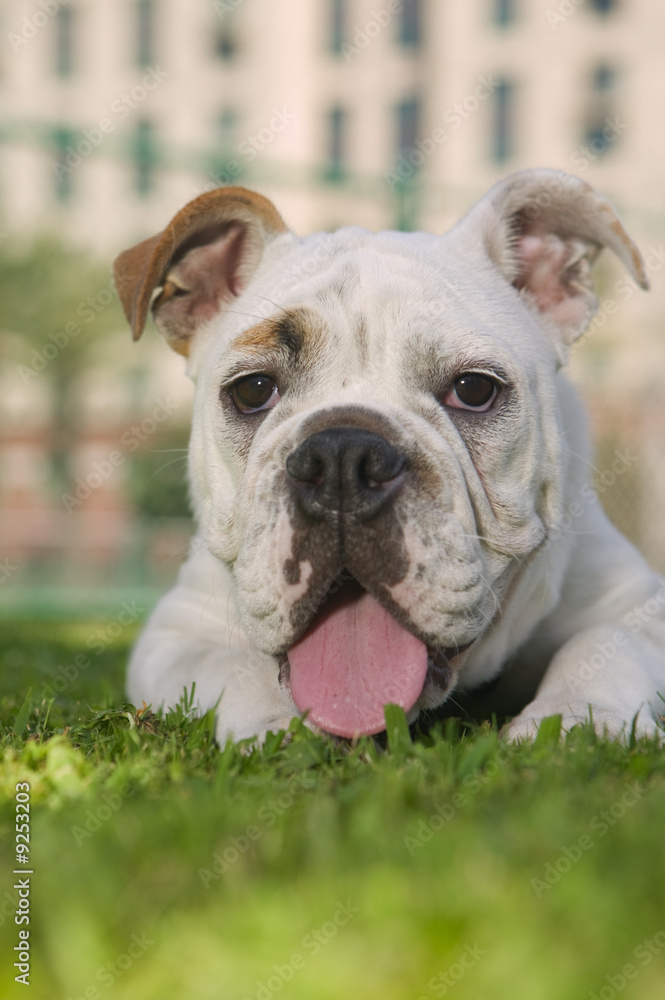 Bulldog laying on green grass in the park